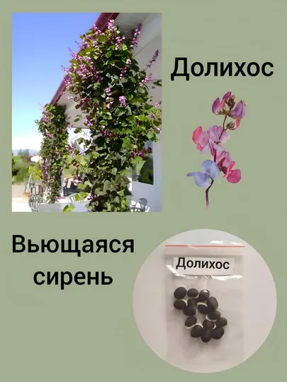Семена Долихос ( Вьющаяся сирень) 5, 10, 15 штук
