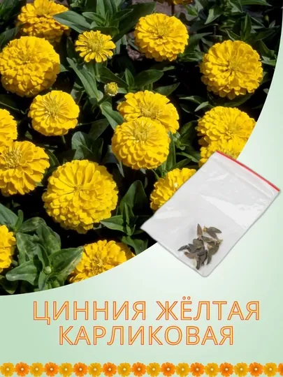 Цинния карликовая, желтая, семена