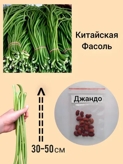 Семена Джандо , Китайская фасоль