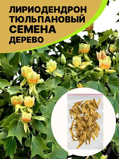 Семена Лириодендрон Тюльпановое дерево