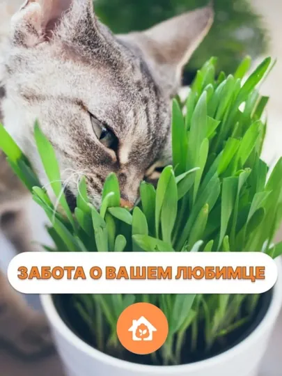 Семена. Трава для кошек, попугаев, грызунов
