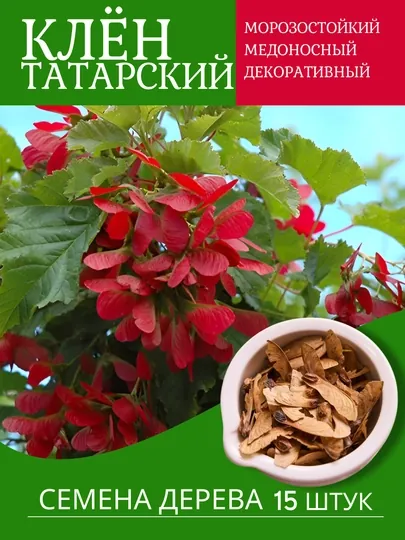 Клен татарский, морозостойкий, декоративный, медоносный
