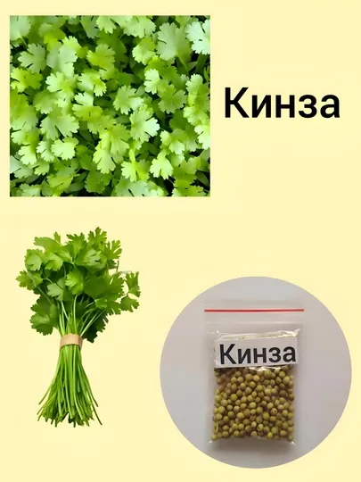 Семена кинза, помидор, укроп, листья, сельдерей, петрушка, редиска, базилик черный
