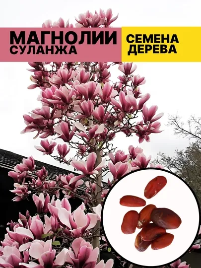 Магнолия Суланжа – листопадное дерево с гладкой корой