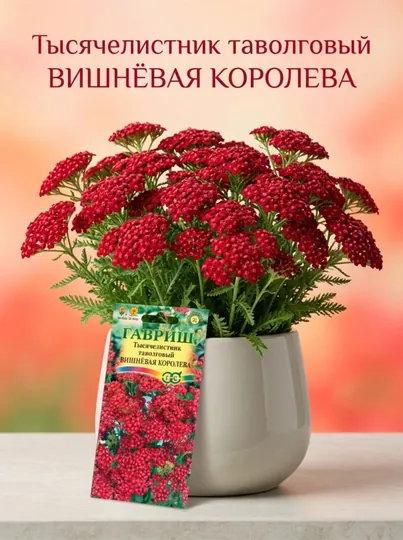 Семена Тысячелистник Вишневая королева, 0.05 г