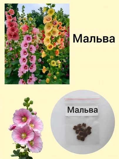 Семена Мальвы, 10 шт