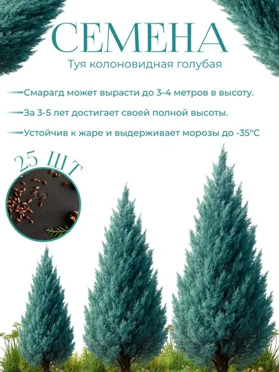 Голубая Туя Колоновидная семена + подарок микс Царь Крым